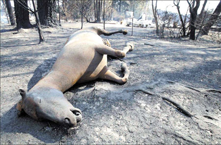 Australian bushfire toll at 171