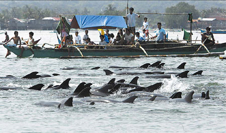 Freedom at sea for 200 'disoriented' dolphins