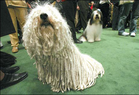 Canines, from across world, put their best paw forward
