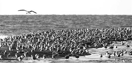 Birds feel the heat, fly deeper north
