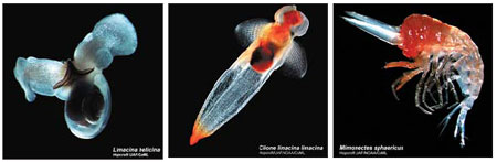 Creatures in both Arctic, Antarctic puzzle experts