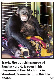 Shot chimp ate at table, surfed Net
