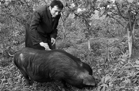Pigging out on success