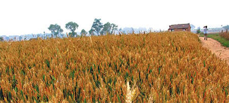 Turn wheat straw into fiber wood, and you get a new home!