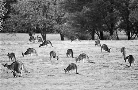 Kangaroos are in the firing line