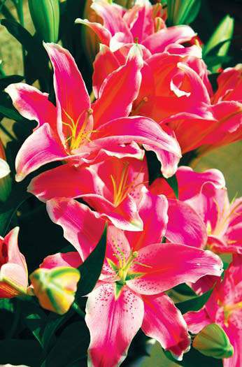 Say it with flowers