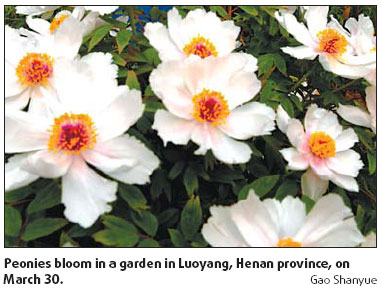 Peonies made to bloom anytime