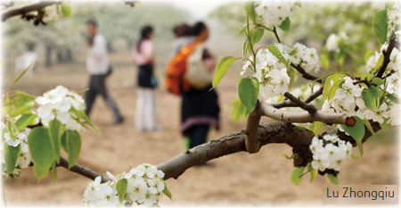 Spring fused in blossom
