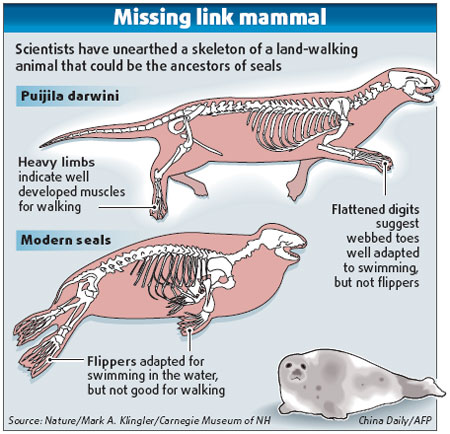 Fossil reveals how seals 'walked' from land to sea