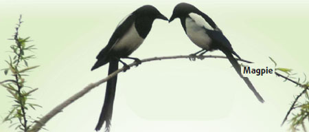 Feathered friends