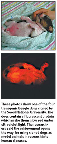 Man's best friend begins to glow