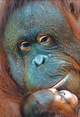 Indonesia's 600 orangutans down to 60, say activists
