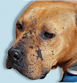 Vick leaves jail aiming to polish reputation