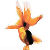 Fish-eye lens on Chinese culture