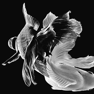 Dancing goldfish