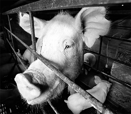 Not enough little piggies going to the US market