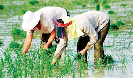 Arable land shrinking fast