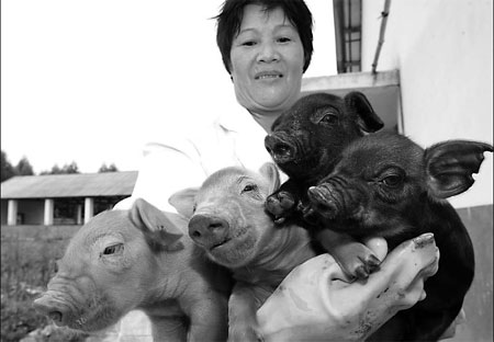 This little piggy is a female