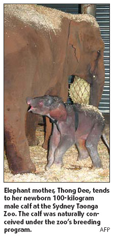 Elephants welcome trunked bundle of joy