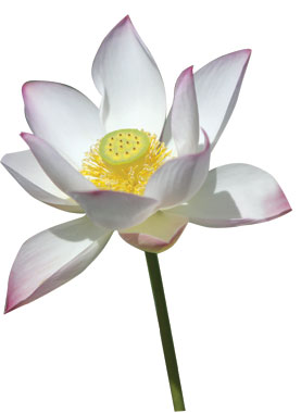 Lotus position