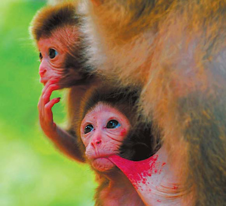 When monkeying around pays off