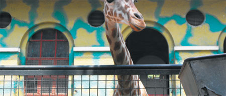 You belong in the zoo