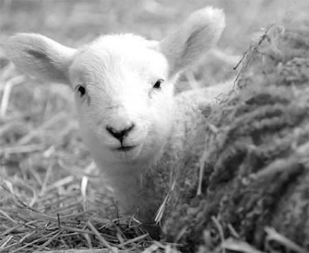 Farmers in NZ may chop lamb exports