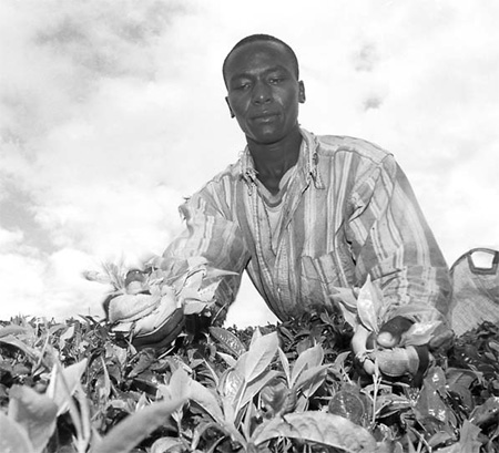 African tea prices 'to extend gains'