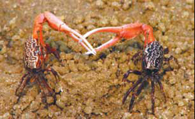 Fiddler crabs save neighbors, get sex in return