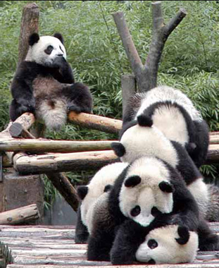 Giant panda's playful kingdom