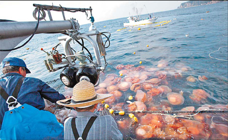 Jellyfish invasion: Fishermen net trouble