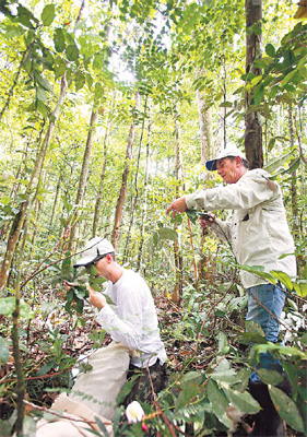 Jungle quest for cancer cure