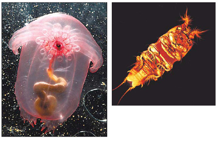 Mysterious creatures thrive in the deep