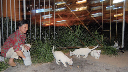 Strays on the run as former haven comes under attack