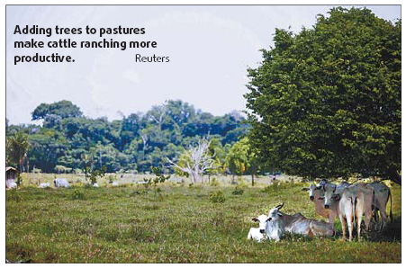 Key to Brazil's deforestation may be in its cows, pastures
