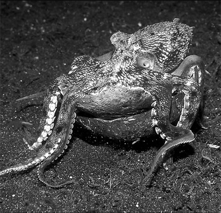 Australian scientists find coconut-toting octopus