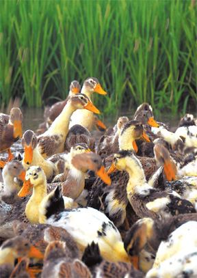 A duck dish to die for