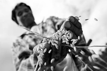 Rice to stay near the $600 mark