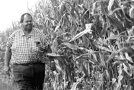 Corn futures dip on record crop forecast