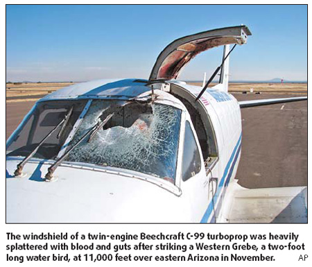 Bird-plane collisions may pass 10,000 in the US