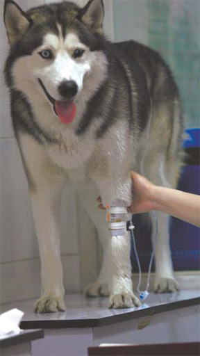 Selecting and pampering your pooch