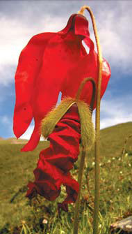 Flower power monk protects 'wild west'
