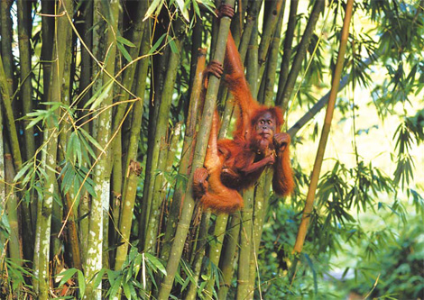 Indonesian resorts go for wow factor
