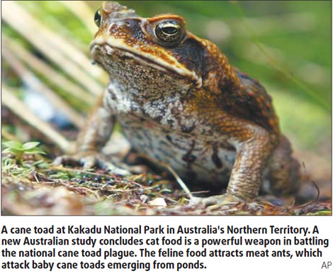 Cat food latest weapon against toads