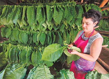 Cuba's tobacco growers hope women boost sagging cigar sales