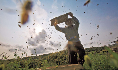 Follow the honey