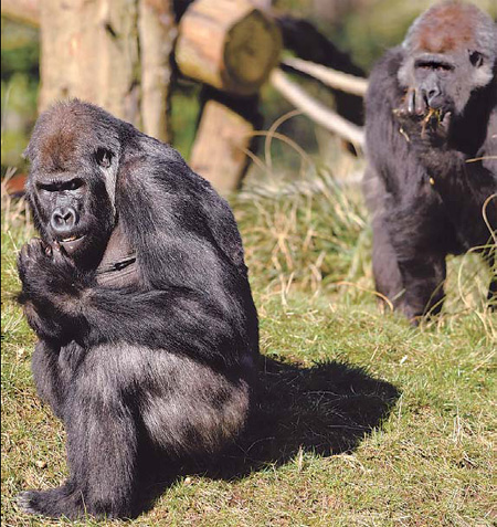 Oh, to be young (and a gorilla) in London