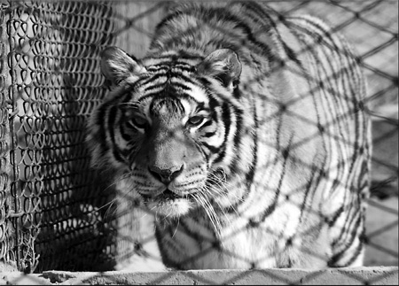 13 tigers die in 3 months