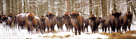 Prince Charles to visit Poland's bison