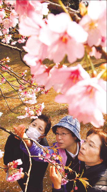 Cherry blossom forecasts weather change in Japan